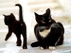 Gatti (148)
